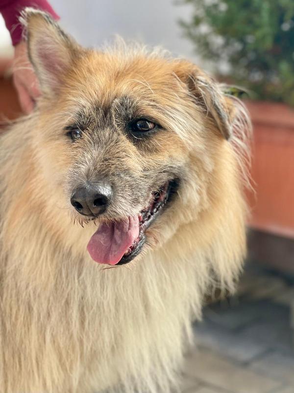 Spank Pastore Di Brie